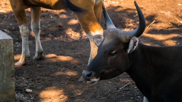 istock Javanicus Buffalo on breeding cage, Baluran National Park, East Java 1041324000