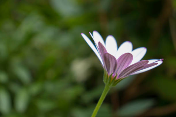 Pink African Daisy on a lush green background