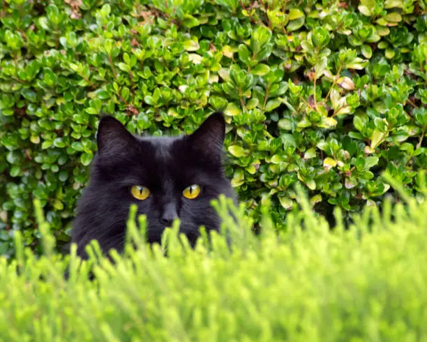 Black maine coon cat peeking over bush