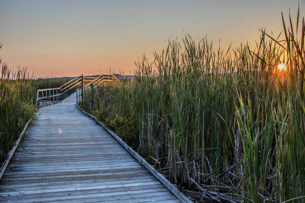 istock Wye Marsh boardwalk on a summer evening as the sunsets 1041326508