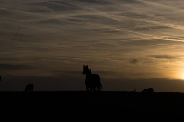 istock Running horse in silhouette 1041331230