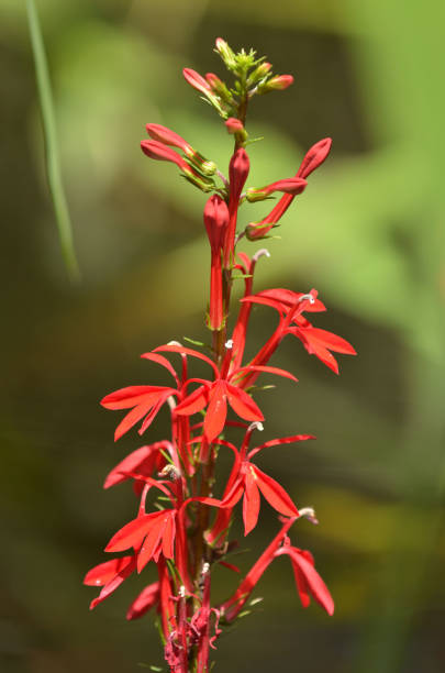 istock Blooming Cardinal flower with all flowers stages 1041334620