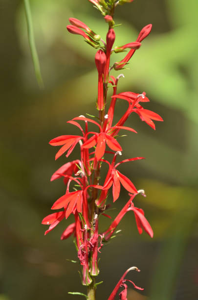 Blooming Cardinal flower with flowers at different stages Cardinal flower (Lobelia cardinalis) with new unopened flowers at the top, open flowers in the center and old, wilting flowers at the base. Photo taken in the Lower Suwannee National Wildlife Refuge in Florida. Nikon D7200 with Nikon 200mm macro lens lobelias stock pictures, royalty-free photos & images