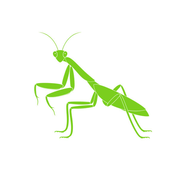 Mantis logo. Isolated mantis on white background EPS 10. Vector illustration praying mantis stock illustrations