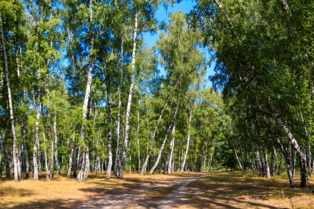 istock Beautiful birch trees in birch forest at summer 1041352194