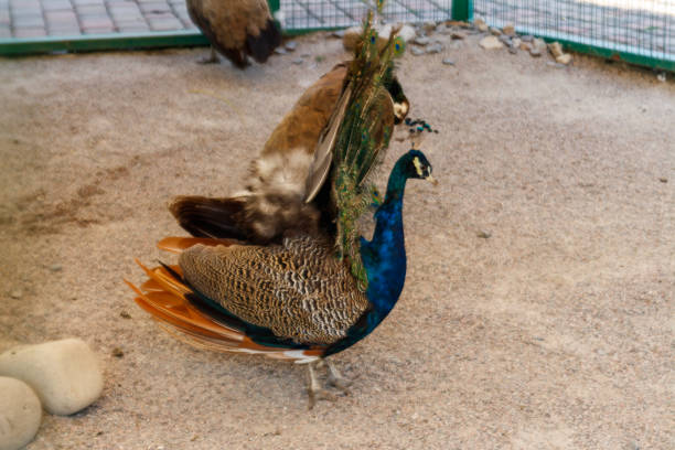 indian peafowl ou azul peafowl (pavo cristatus - 5611 - fotografias e filmes do acervo