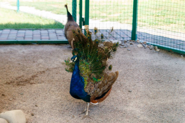 istock Indian peafowl or blue peafowl (Pavo cristatus) 1041352244