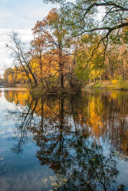 istock Island with trees on the pond reflected in the water 1041363430