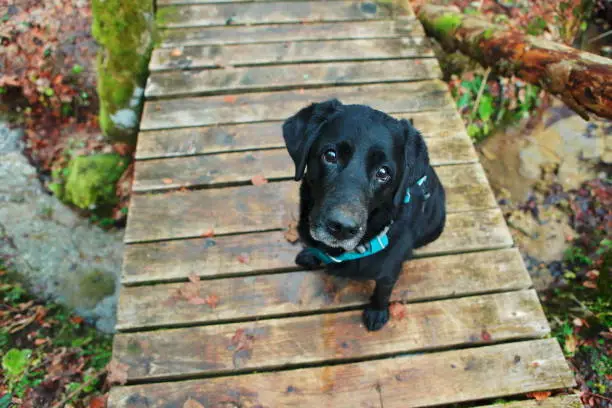 Black dog sit on a wood bridge in the forest. View from above.