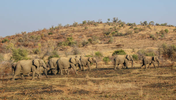 istock Herd of elephants 1041368328