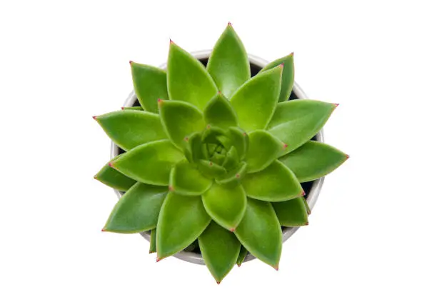 Photo of Succulent Echeveria agavoides pot plant isolated on white background