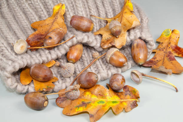 acorns, dead leaves and cupules on a beanie - achene imagens e fotografias de stock