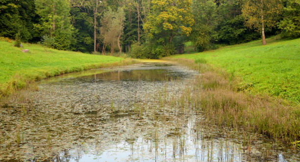 istock Abandoned pond in the park. 1041375696