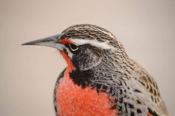 istock Sturnella Loyca, (common Loica).  Military starling 1041375800