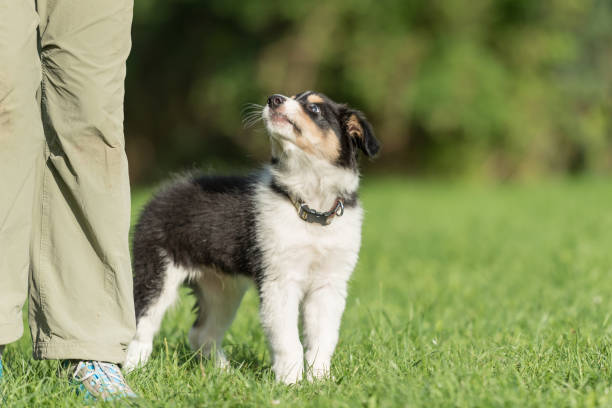 Dog handler is busy with his Border Collie puppy. Doggy 8 weeks old stock photo