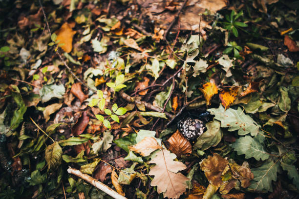 istock colorful autumn background. 1041380078