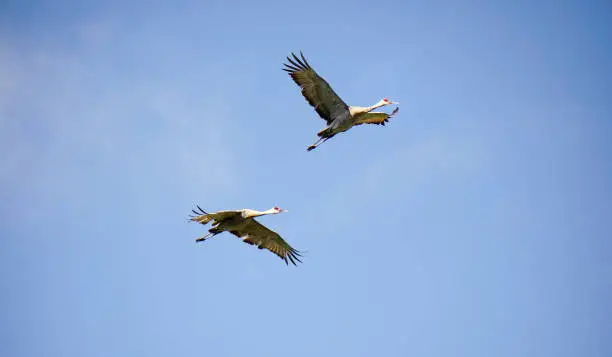 Sandhill crane pair on their migration route passing Ontario, Canada
