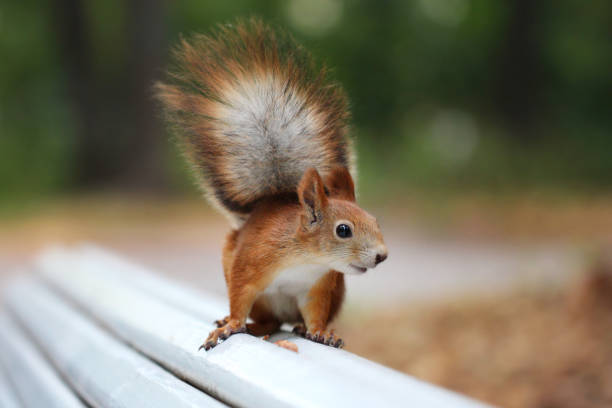 Red squirrel sits on a bench in the park