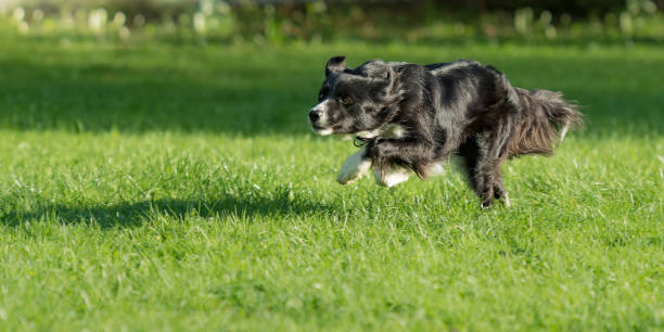 Border Collie - dog runs fast over a green meadow in summer Border Collie - dog runs fast over a green meadow in summer agility animal canine sports race stock pictures, royalty-free photos & images