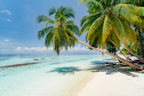 plage paradisiaque aux maldives - maldives photos et images de collection