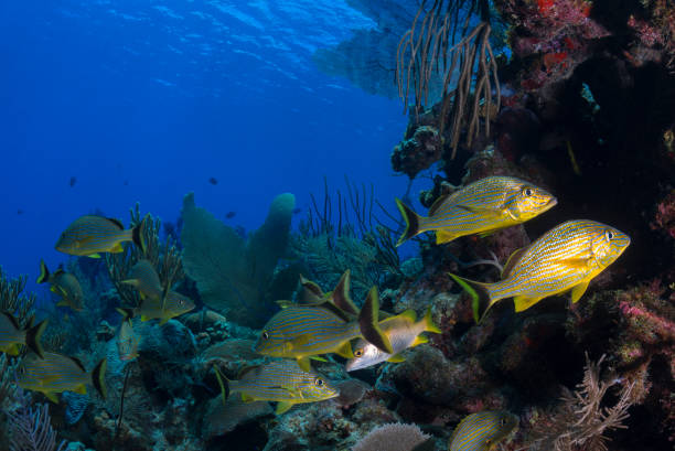 istock Caribbean coral reef 1041394062
