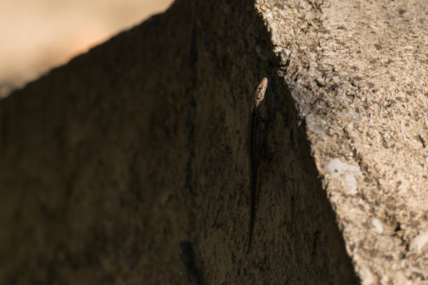 istock European lizard on a concrete wall on a sunny autumn day 1041394742