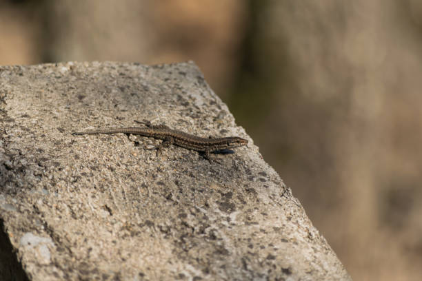 istock European lizard on a concrete wall on a sunny autumn day 1041394754