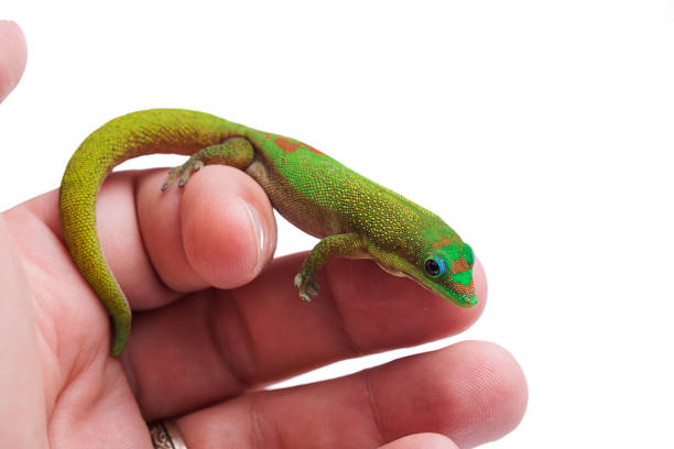 istock Gold Dust Day Gecko - Phelsuma Laticauda on hand isolated white background 1041402490