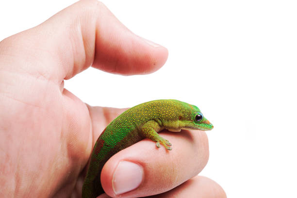 istock Gold Dust Day Gecko - Phelsuma Laticauda on hand isolated white background 1041402492