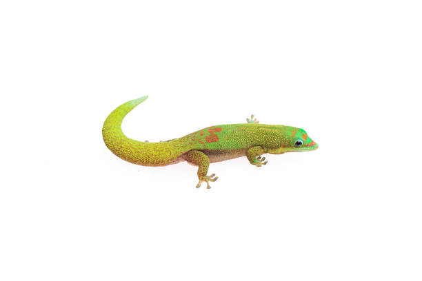 istock Gold Dust Day Gecko - Phelsuma Laticauda on isolated white background 1041402496