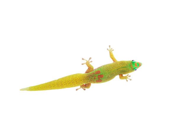 istock Gold Dust Day Gecko - Phelsuma Laticauda on isolated white background 1041402498
