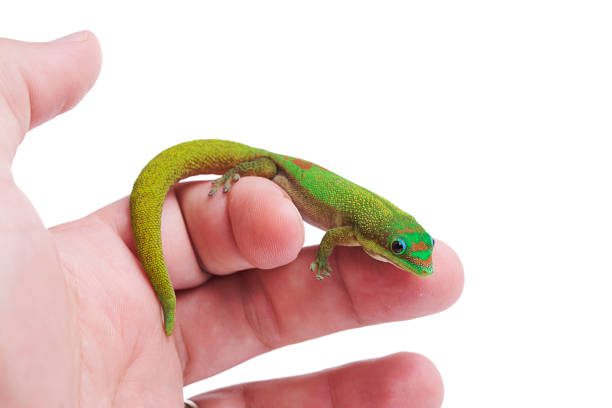 istock Gold Dust Day Gecko - Phelsuma Laticauda on hand isolated white background 1041402502