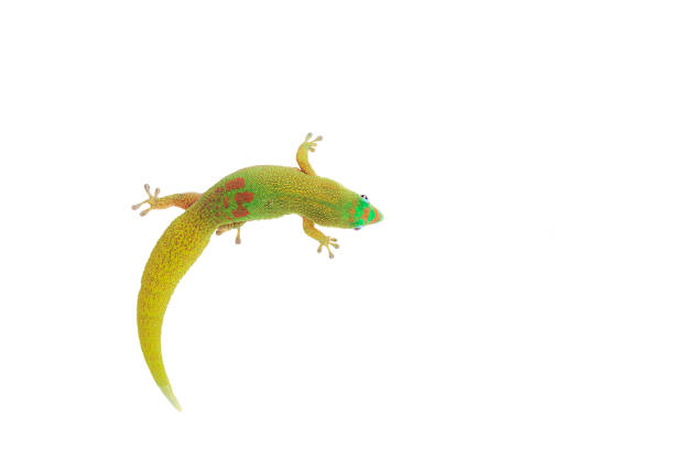 istock Gold Dust Day Gecko - Phelsuma Laticauda on isolated white background 1041402510
