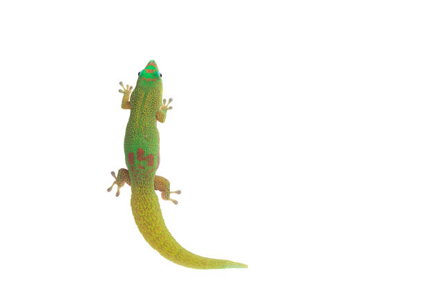 istock Gold Dust Day Gecko - Phelsuma Laticauda on isolated white background 1041402512
