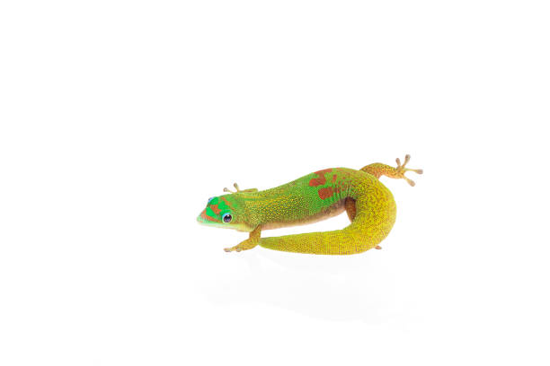 istock Gold Dust Day Gecko - Phelsuma Laticauda on isolated white background 1041402518