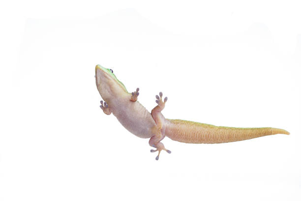 istock Gold Dust Day Gecko - Phelsuma Laticauda on isolated white background 1041402520