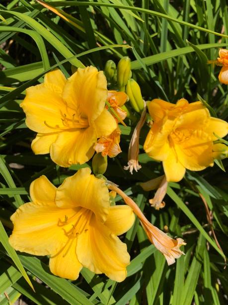 istock Golden Yellow Flowers 1041406516