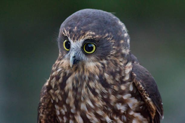 morepork new zealand owl ninox novaeseelandiae - native bird photos et images de collection