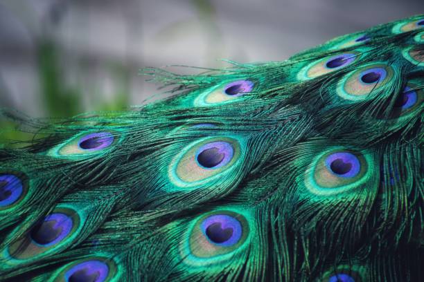 istock Close-up of peacock feather pattern 1041410416