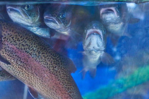 istock Rainbow trout in the aquarium store 1041410432