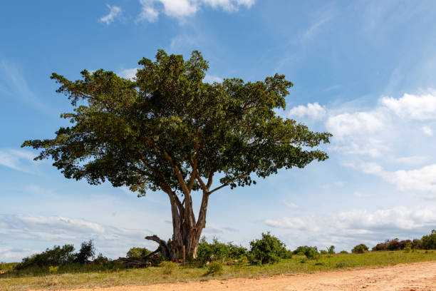 istock Full grown tree on the dusty gravel road 1041413554