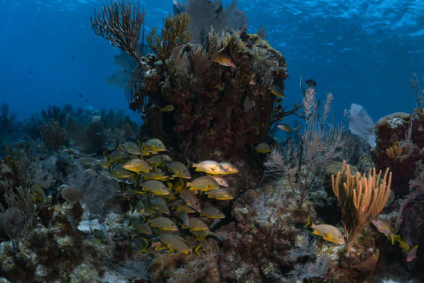 istock Caribbean coral reef 1041423274