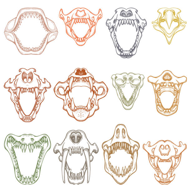 ilustrações de stock, clip art, desenhos animados e ícones de animals mouth vector open boney jaw with teeth or fangs of roaring animals angry shark and aggressive crocodile illustration set skeleton of animalistic beast isolated on white background - animal skull