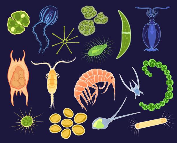 플랑크톤 벡터 해양 식물성 플랑크톤과 미생물 수 중 바다 배경에 고립 된 유기 체 마이크로 셀의 바다 그림 세트에 현미경 planktonic 미생물 - micro organism stock illustrations