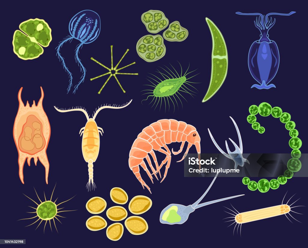 Plankton vector aquatic phytoplankton and planktonic microorganism under microscope in ocean illustration set of micro cell organism in microbiology underwater sea isolated on background Plankton vector aquatic phytoplankton and planktonic microorganism under microscope in ocean illustration set of micro cell organism in microbiology underwater sea isolated on background. Plankton stock vector