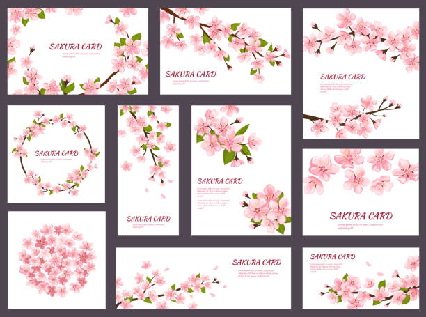 Sakura vector blossom cherry greeting cards with spring pink blooming flowers illustration japanese set of wedding invitation flowering template decoration isolated on white background vector art illustration