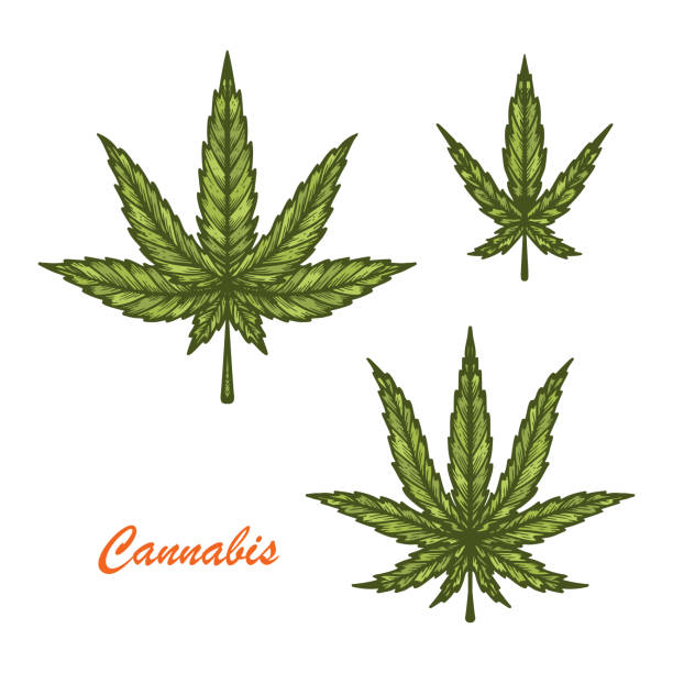 лекарственные растения марихуаны