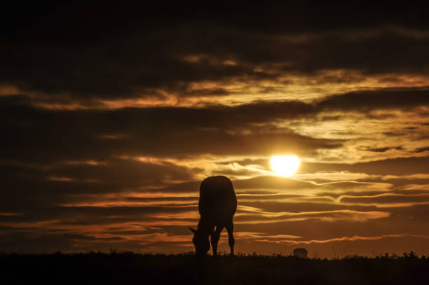 istock Horses with hot air balloon at horizon 1041446028
