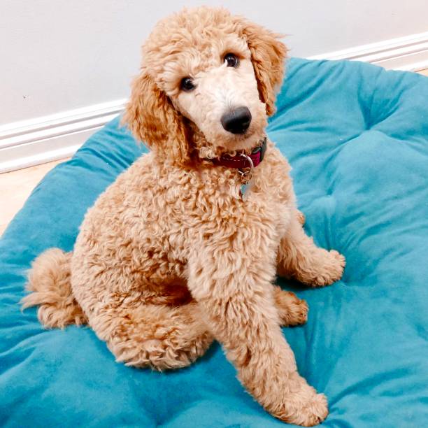 istock Kennedy Puppy 1041449870