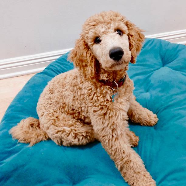 istock Kennedy Puppy 1041449874